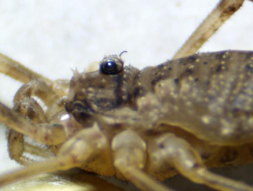 Réf. 311 883 : Oligolophus tridens